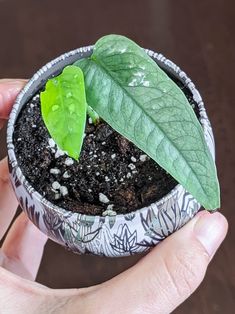 a hand holding a small potted plant with a green leaf on it's top