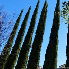 several tall trees in front of a blue sky