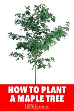 how to plant a maple tree