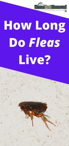 a bed bug on the floor with text overlay how long do fleas live?