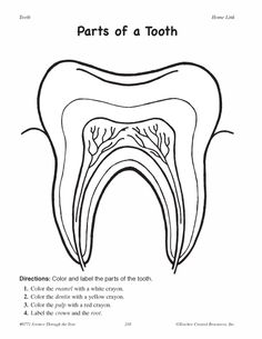 the parts of a tooth worksheet