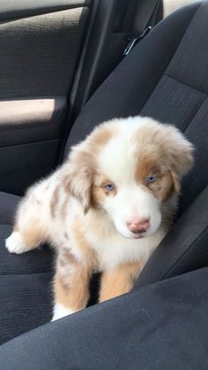 a brown and white puppy sitting in the back seat of a car