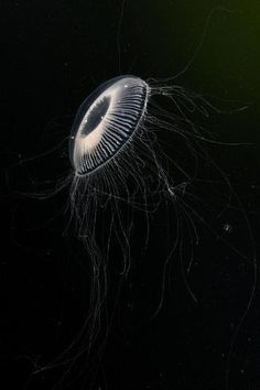 a jellyfish swimming in the dark water