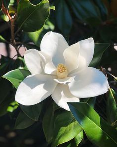 a white flower with green leaves in the background