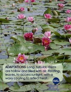 pink water lilies floating on top of green leaves in a pond with caption that reads, adaptations long, tubular stems are hollow and filled with air flooding leaves, to access sunlight