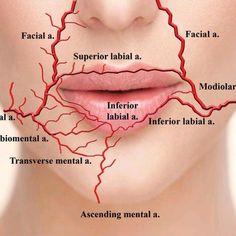 Arteries Anatomy, Filler Injection, Aesthetic Dermatology, Kedokteran Gigi, Basic Anatomy And Physiology