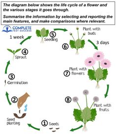 the diagram shows how to grow flowers and plants in a circle with instructions on how to plant