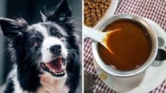 two pictures side by side one has a cup of coffee and the other has dog food