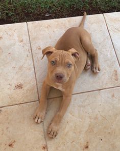 a brown dog laying on top of a tile floor