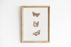 three framed butterflies on a white wall