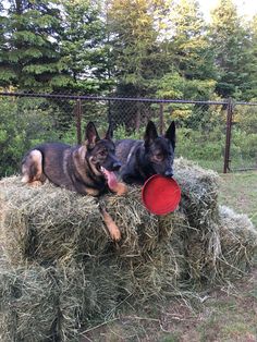 two german shepherd dogs laying on hay with a red frisbee