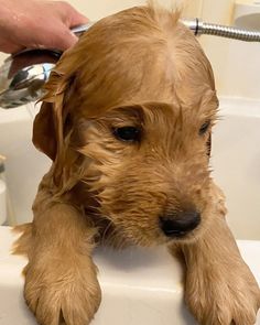 a wet dog sitting on top of a white sink