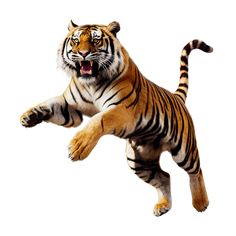 a large tiger jumping in the air with its mouth open