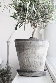 a potted plant sitting on top of a white counter next to a window sill