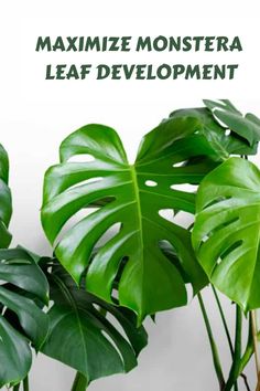 a large green plant sitting next to a white wall