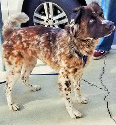 a brown and white dog standing next to a person in front of a car on the sidewalk