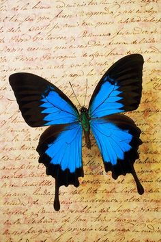 a blue and black butterfly sitting on top of a piece of paper