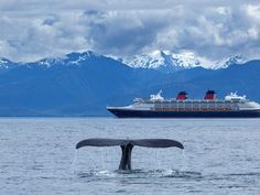 a whale tail flups out from the water in front of a cruise ship