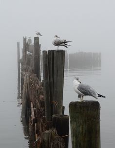 two seagulls are perched on posts in the foggy water near a dock