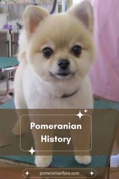 The Fascinating History and Origins of Pomeranians Enchanted, Marvel, History, The Originals