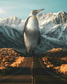 a man standing in the middle of a road with a penguin on it's back