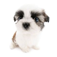 a small white and brown dog with blue eyes