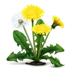 yellow dandelions and green leaves on a white background - flowers & plants nature