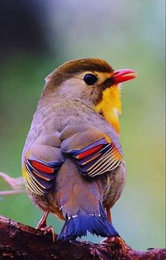 a colorful bird sitting on top of a tree branch with its beak open and it's eyes closed