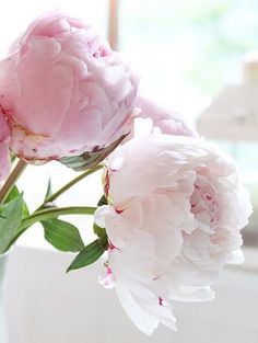 two pink peonies in a white vase on a window sill