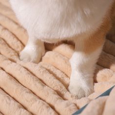 a white and brown dog standing on top of a bed