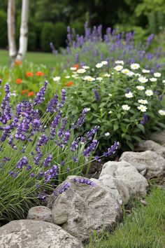 purple and white flowers are growing next to rocks in the grass with trees in the background