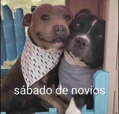 two dogs with bandannas on their heads are sitting next to each other in front of a blue fence