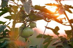 the sun shines through the leaves and branches of an apple tree with green apples on it