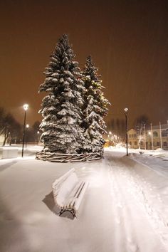 a park bench covered in snow next to a tall pine tree at night with lights on