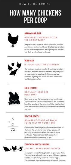 how many chickens are in the coop? info sheet with instructions on how to hatch them