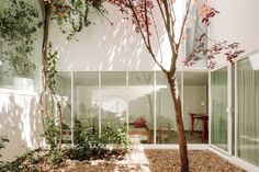 a tree in front of a building with glass walls