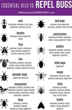 Essential Oils For Stink Bugs, Anti Spider Spray, Diy Peppermint Oil Bug Spray, Bird Repellent Ideas, Natural Spider Repellent For Home, Bug Repellent Diy, Essential Oil Bug Spray Recipe, Homemade Bug Spray Recipe, Essential Oil Bug Spray