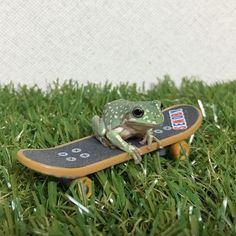 a frog sitting on top of a skateboard in the grass