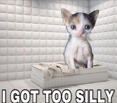 a cat sitting on top of a box in a room with white tiles and the words i got too silly