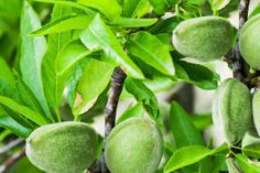 some green fruit hanging from a tree branch