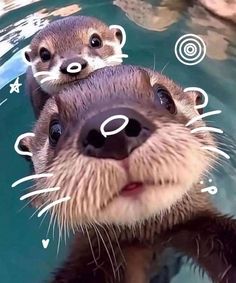 two otters swimming in the water with their noses close to each other and looking up at the camera