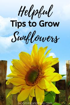 a sunflower with the words helpful tips to grow sunflowers