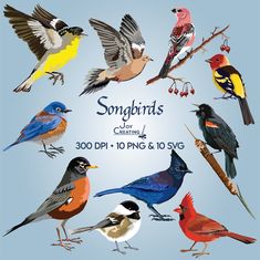 the birds are all different colors and sizes on this page, with words describing them as songbirds