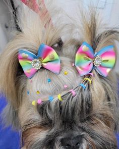 a small dog with two bows on it's head