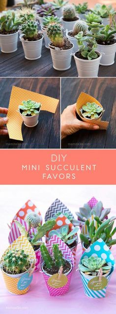 diy mini succulent favors are so cute and easy to make