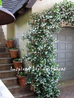 an ivy growing on the side of a house with potted plants next to it