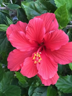 a pink flower with green leaves around it