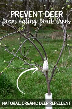 an image of a tree that has been pruned from eating fruit trees with the words, natural organic deer repellent