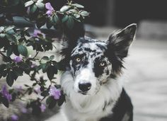 a black and white dog standing next to a bush with purple flowers on it's side