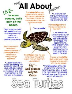 an animal poster with the words all about sea turtles